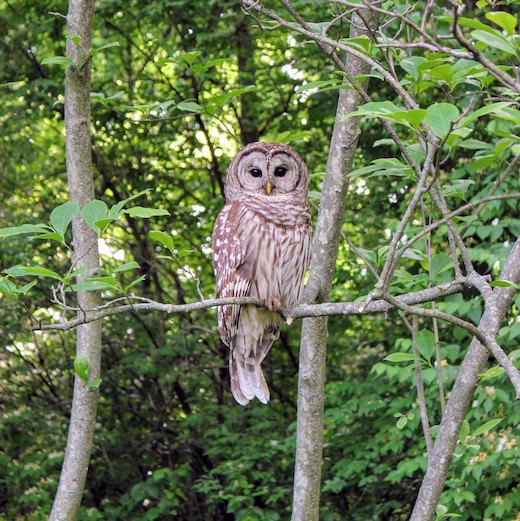 An image of an owl displayed by the image widget using the shortcut constructor