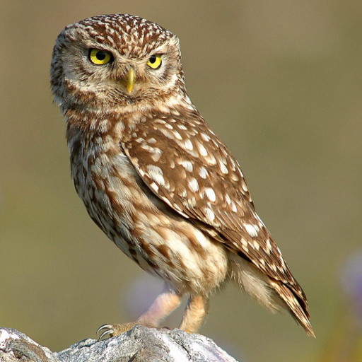 An image of an owl displayed by the image widget